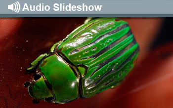 Photo of green jewel beetle and the words Audio Slideshow.