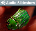 Photo of green jewel beetle and the words Audio Slideshow.