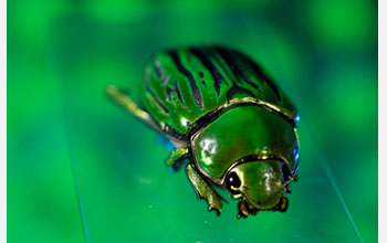 Photograph of a jewel beetle.