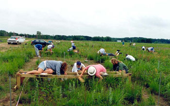Photo of biologists sampling plants at the Cedar Creek Long-Term Ecological Research site.