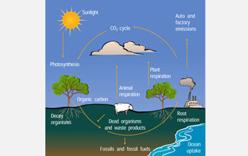 Illustration showing the carbon dioxide cycle.