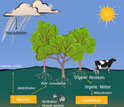 Illustration of the nitrogen cycle.