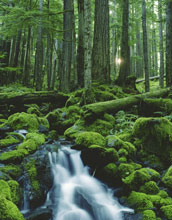 Photo of a stream flowing through a forest.