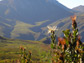 Photo of South Africas Cape Floristic Region.