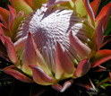 Photo of the giant, colorful bloom of a Protea flower.