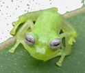 Photo of a new species of stream frog at the Yanayacu Biological Station in the Ecuadorian Andes.