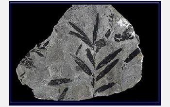 Photo of ancient fossil leaves.