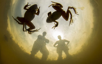 Image of frogs with deformed limbs in a pond.