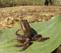 A northern red-legged frog with limb deformities sitting on a leaf