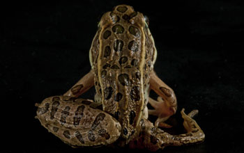 A northern leopard frog with deformed limbs from a parasite infection.