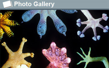 graphic showing various marine organisms and the text photogallery