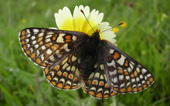 Photo of an endangered Bay Checkerspot butterfly on a flower in a serpentine grasslands.