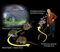 Illustration showing how food and rain lead to more mice and hantavirus and inhalation of virus.