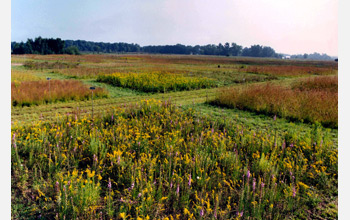 Photo of research fields in Cedar Creek, Minn.