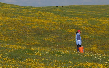 Photo of Leslie Gonzalez sampling plant diversity at Coyote Ridge, Calif.