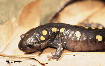 Spotted salamander on a leaf