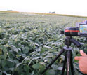Photo of rows of soybean and a scientist recording a video.