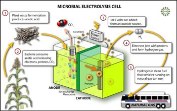 In a microbial electrolysis cell, bacteria break up fermented plant waste to form hydrogen