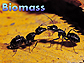 2 ants and the word Biomass