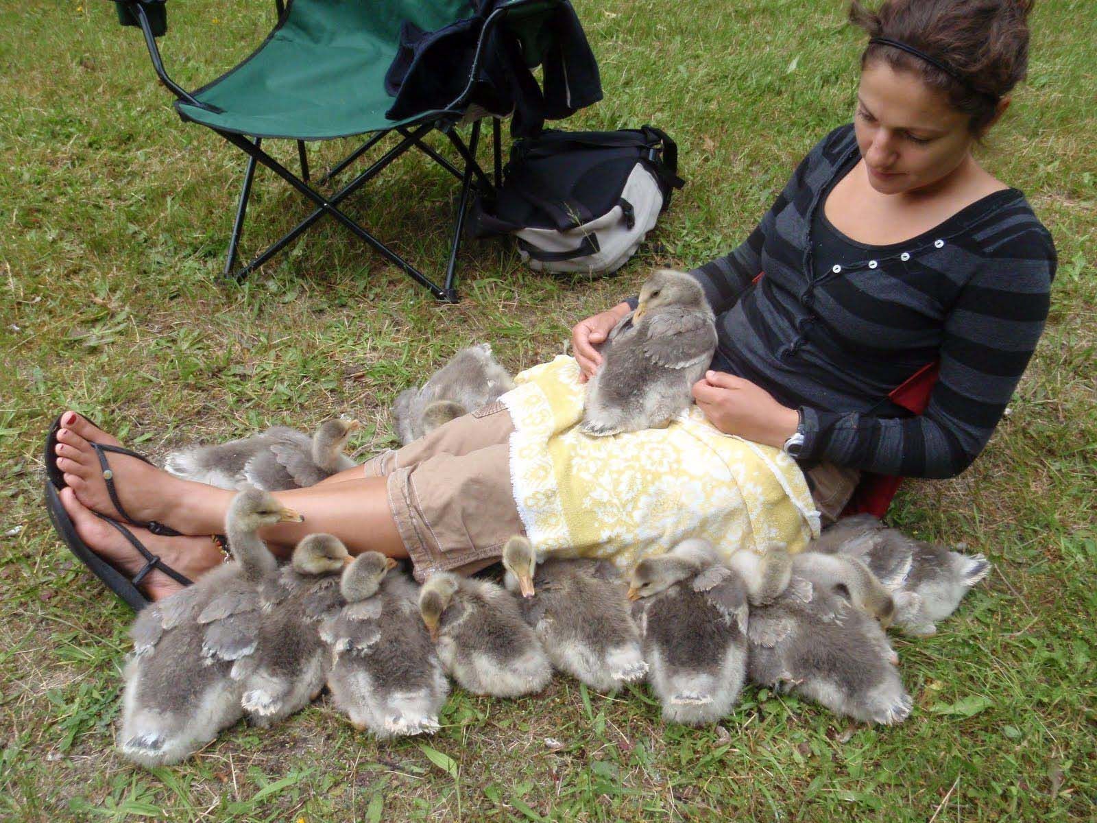 Meir is surrounded by all 12 of her imprinted gosslings.