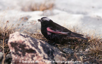 male Black Rosy-Finch