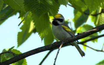 bird sitting on a tree branch