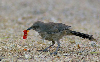 Photo of a curve-billed thrasher foraging in a xeric yard in Phoenix.
