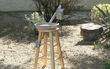 Photo of the experimental set-up that determines that native plants are more attractive to birds.