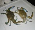 Two mature male blue crabs with the distinctive color of their claws and walking legs.