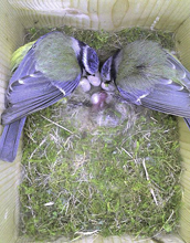 Photo of two blue tits tending eggs in their nest.