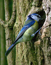 Photo of a blue tit on the side of a tree.