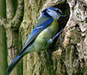 Photo of a blue tit on the side of a tree.