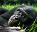 Photo of one of Brian Hare's favorite bonobo subjects relaxing at the Lola ya Bonobo sanctuary.