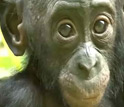 a baby bonobo at the Lola ya Bonobo sanctuary in the Democratic Republic of the Congo.