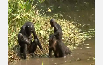 two female bonobos with their babies.