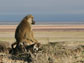 Image of a adult male baboon resting on a rock early in the morning.