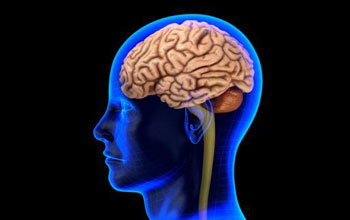 image of human brain