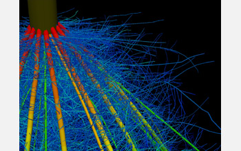 The crown of a maize root system 40 days after germination, simulated using SimRoot.