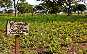 Photo of a peanut farm