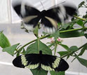 Photo of a white male butterfly courting a yellow female during a mate choice experiment in Ecuador.