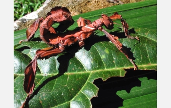 Partially winged walking stick (Extatosoma popa)