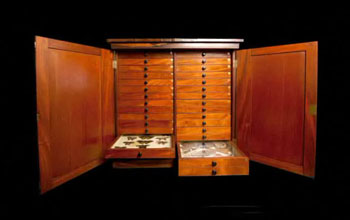 the Cabinet of Wonders, an antique chest housing the collection of Alfred Russel Wallace.
