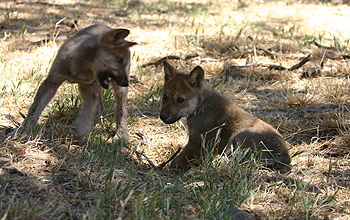 Photo of 2 wolves.