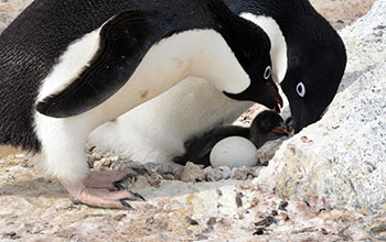 Adelie penguins, chick and egg