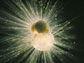 Photo showing the geochemistry of microscopic plankton