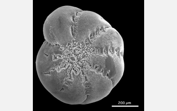 The shells of foraminifera, plankton common in the seas, may be a casualty of ocean acidification.
