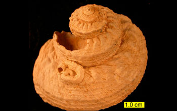 Close-up photo of a fossil gastropod and attached tubeworm.