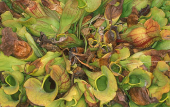 A bunch of northern pitcher plants