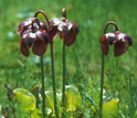 The northern pitcher plant, Sarracenia purpurea