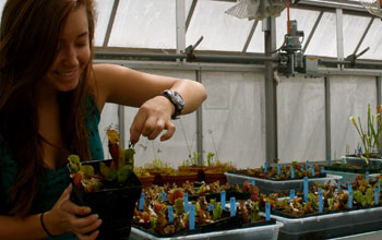 Ecologist Jennie Sirota feeds a wasp to a pitcher plant.